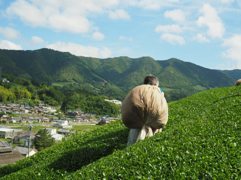 Good quality matcha